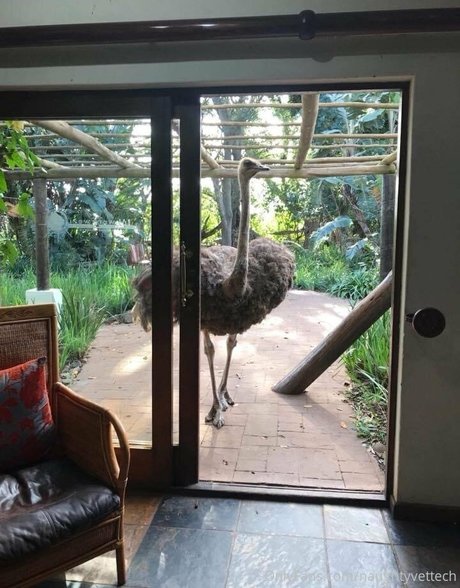 naughtyvettech pornstar top archive