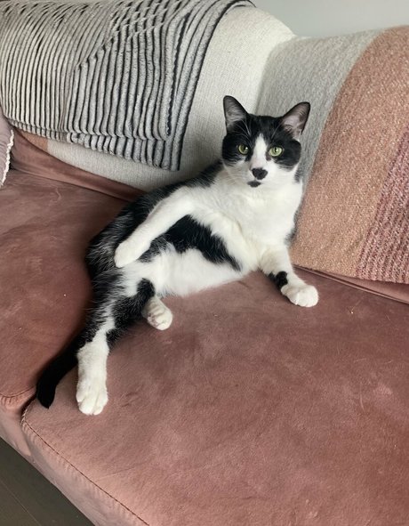 lauuu x star free photos