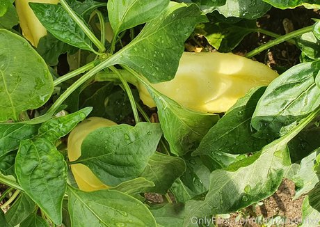 female domination onlyfans free image