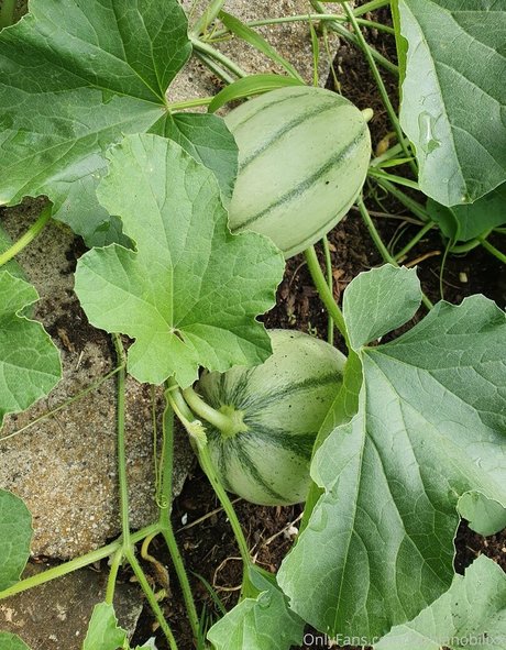 asian blowjob onlyfans nice images