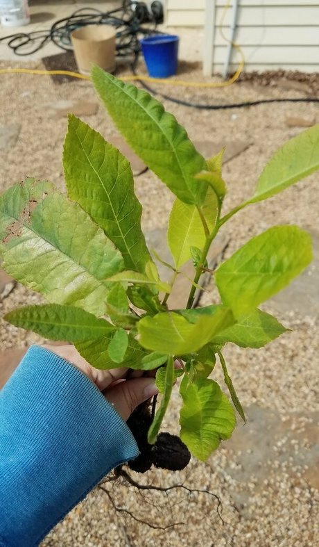 driftinggem porn actress pic