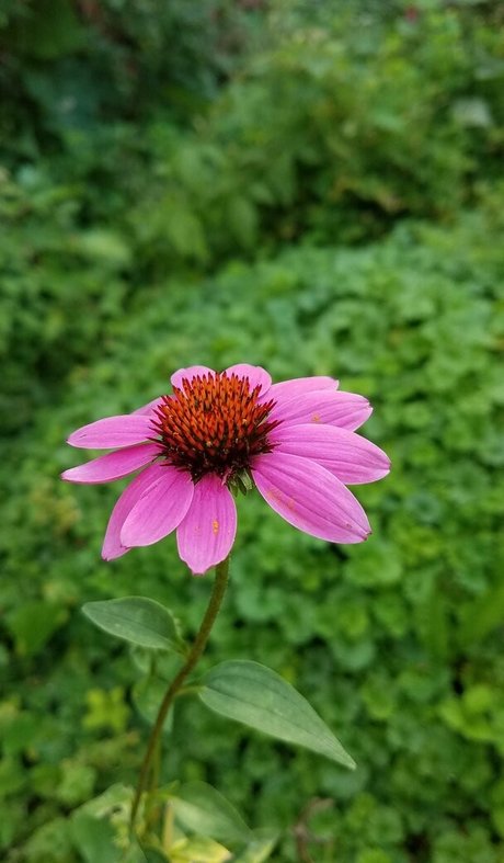 driftinggem free model gallery