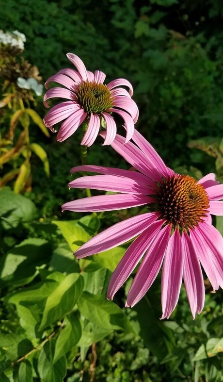 driftinggem naked model img