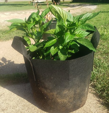 veronikaplants porn actress pics