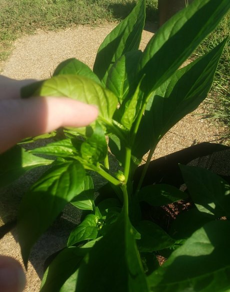 veronikaplants model sexy pics