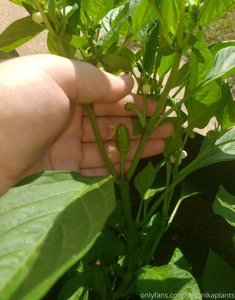 veronikaplants star pornographic images