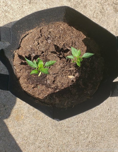 veronikaplants perfect actress images