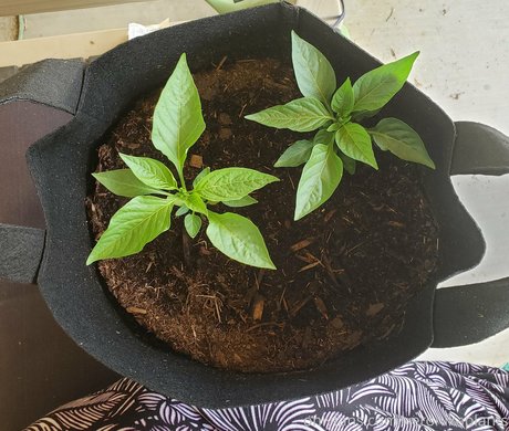 veronikaplants model top picture