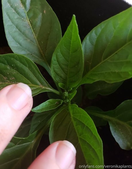 veronikaplants star galleries