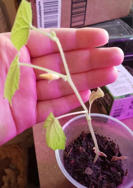 veronikaplants hot actress photo