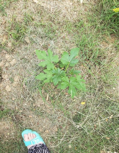 veronikaplants sex model images