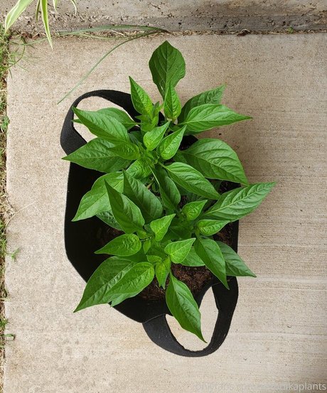 veronikaplants free model gallery