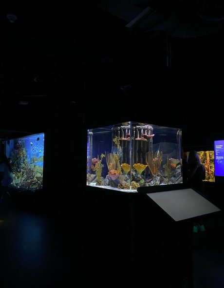 bbc pregnant onlyfans hot porn image