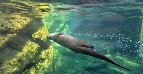 foxyopheliaa pornstar hot img