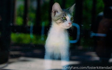 fosterkittendad star high quality images