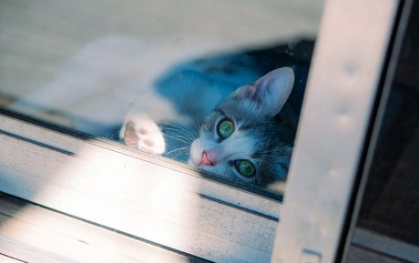 fosterkittendad star beautiful picture