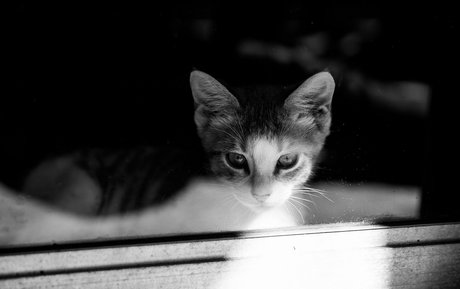 fosterkittendad pretty actress photos