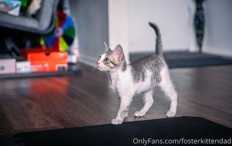 fosterkittendad Profile photo