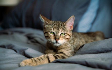 fosterkittendad porn actress img