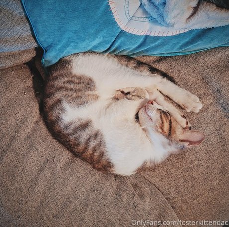 fosterkittendad hot actress gallery