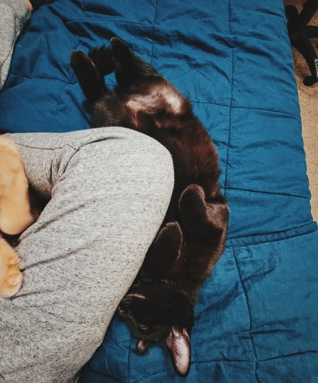 fosterkittendad free model gallery