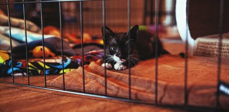 fosterkittendad sex model pics