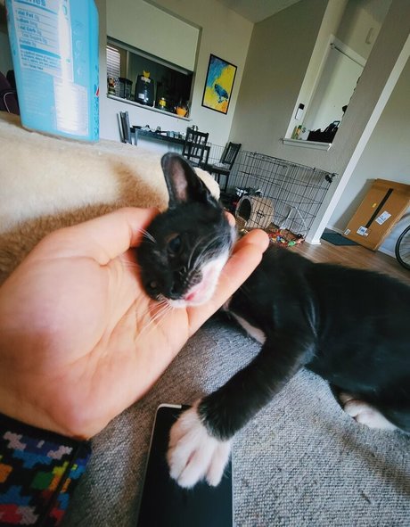 fosterkittendad star sexy archive