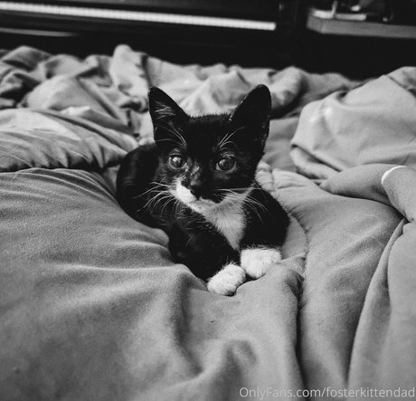 fosterkittendad model exclusive image