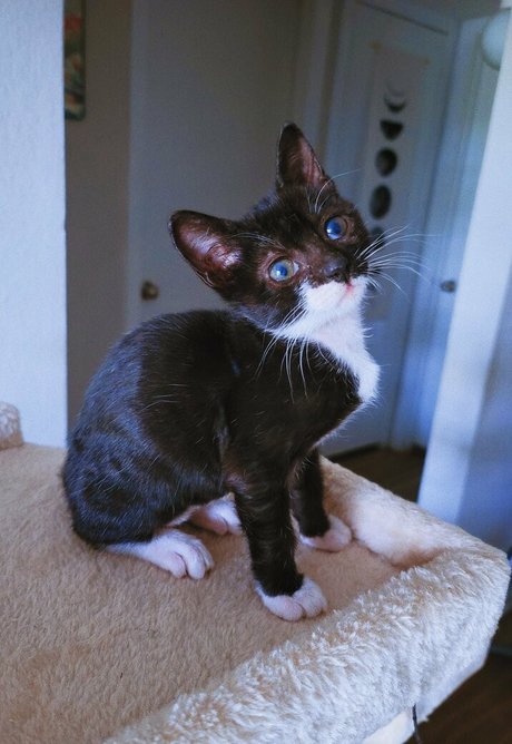 fosterkittendad best pornstar galleries