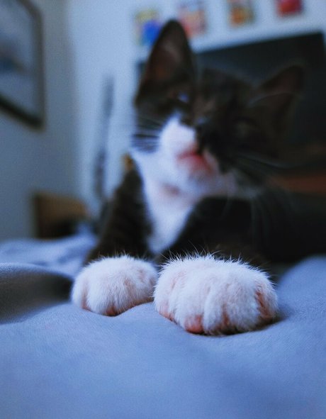 fosterkittendad hot model photo