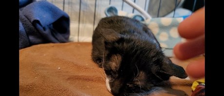 fosterkittendad adult star pictures