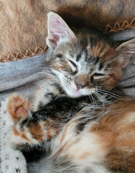 fosterkittendad adult model gallery