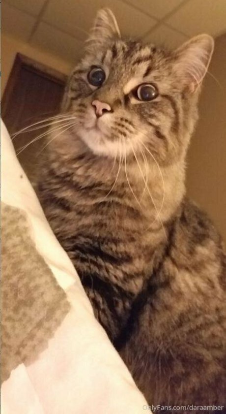 daraamber pornographic actress pictures