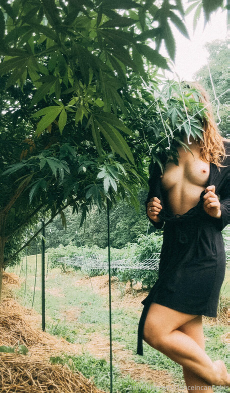 danceincannabis pornstar sex archive