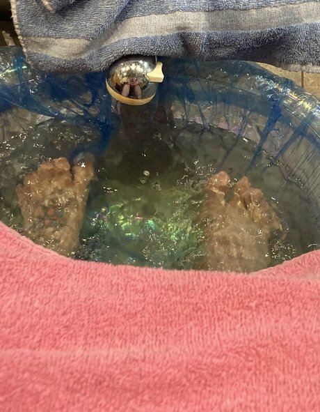 theapplejacked naked model galleries