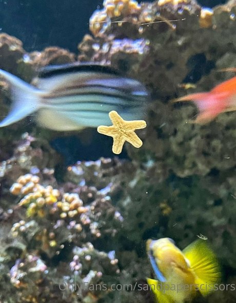 shawnie star hd picture