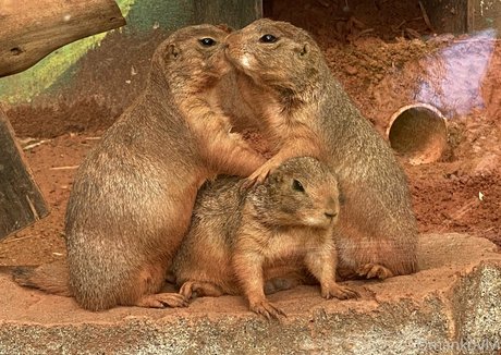 gay videos onlyfans free nude archive