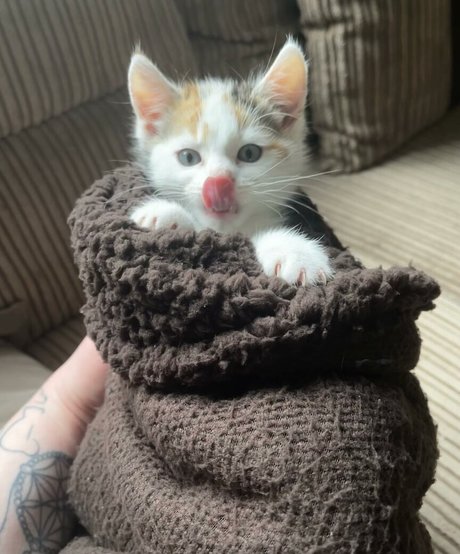 emss x star pornographic photo