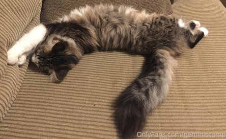 geminiscamp erotic star galleries