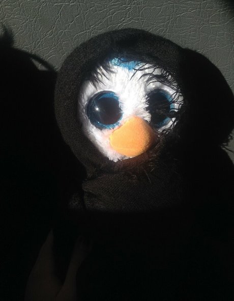 geminiscamp exclusive star photos