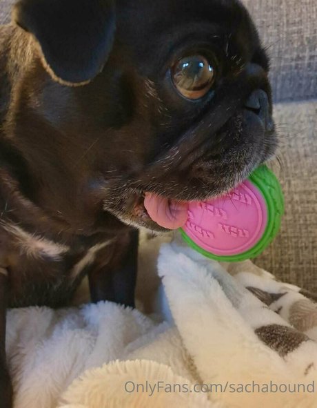 sachabound star hd picture