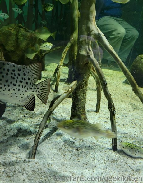 geekikitten star beautiful pics