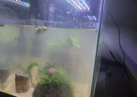 geekikitten star free gallery