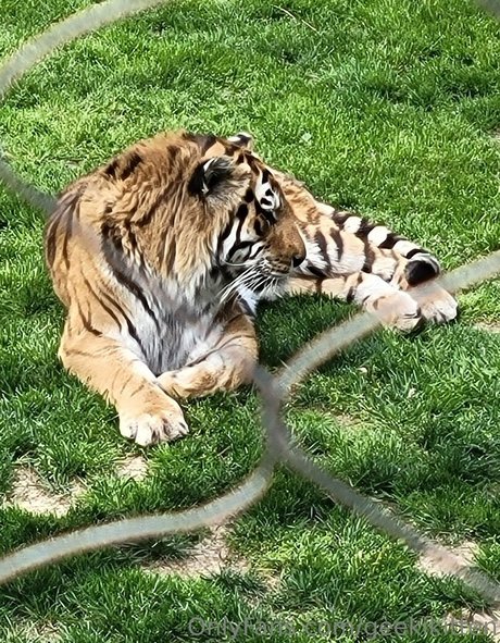 geekikitten star nudes images