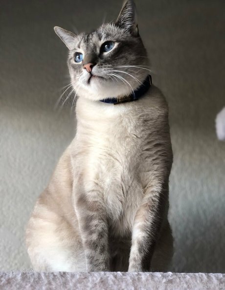 wolf6actual exclusive actress picture