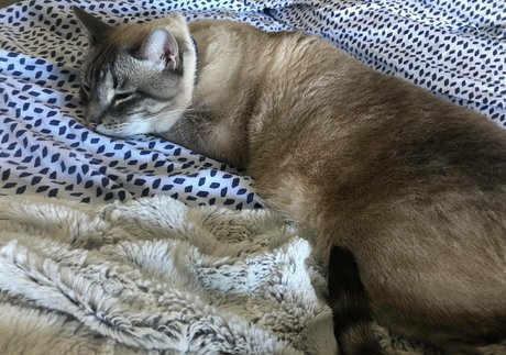 wolf6actual pornographic model galleries