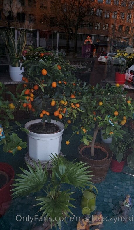 markkaczynski pornographic star photos