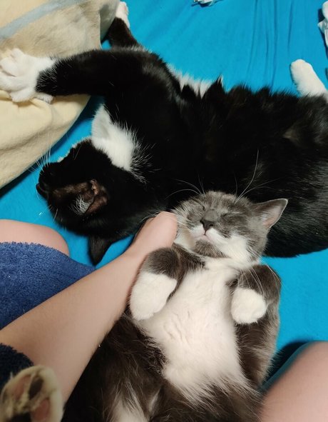 freemikomihokina art star photo