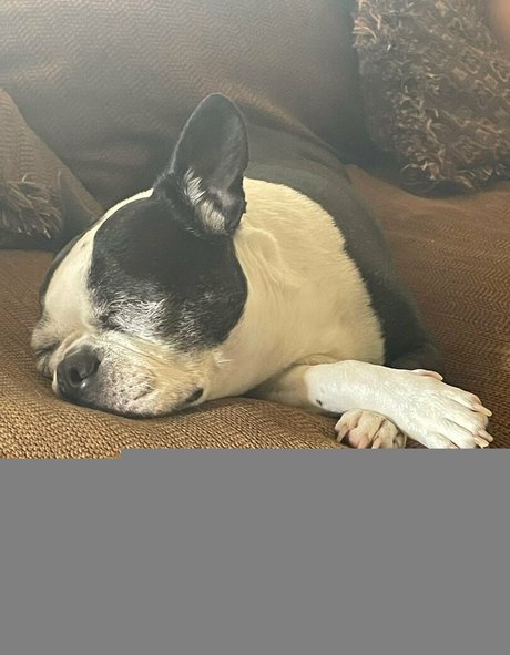 CursedArachnid model high quality photo