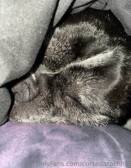 CursedArachnid beautiful pornstar galleries